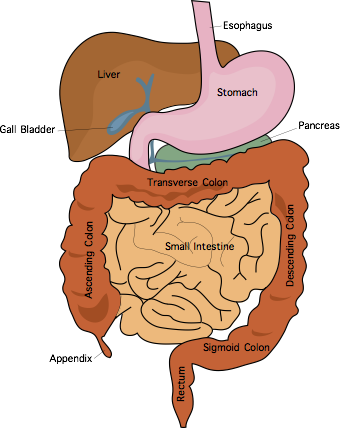 Our Services - Gastroenterologist Services - Procedures and Treatments ...